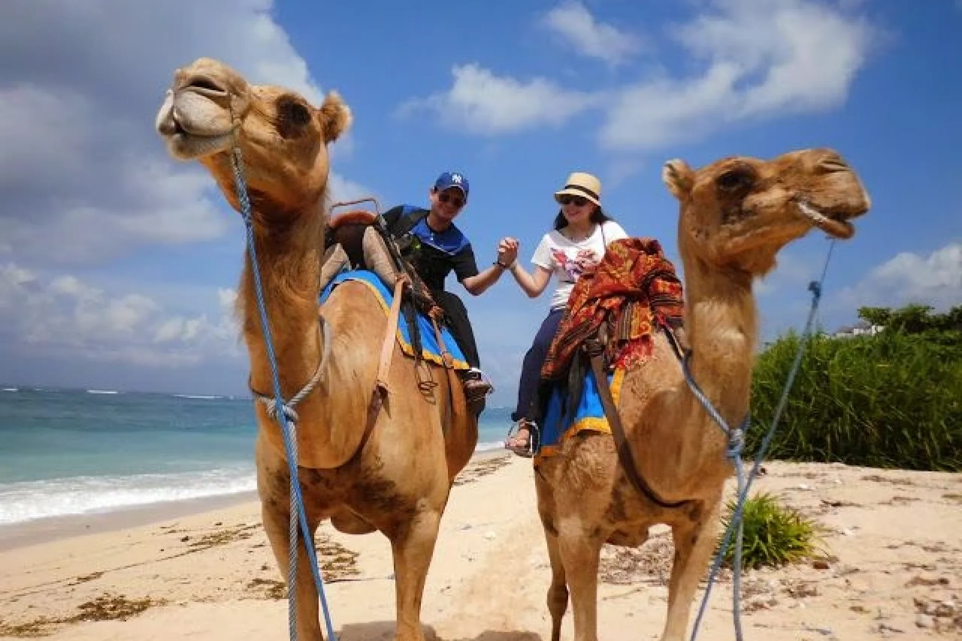 camel