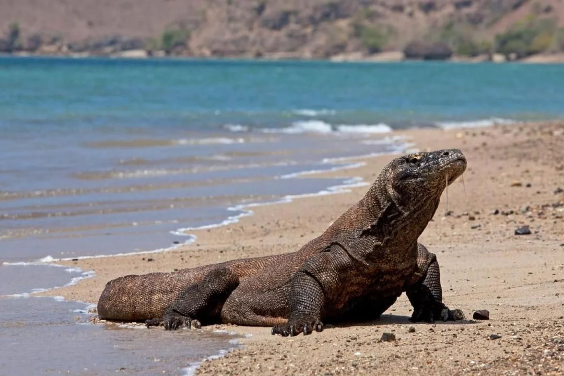 komodo4