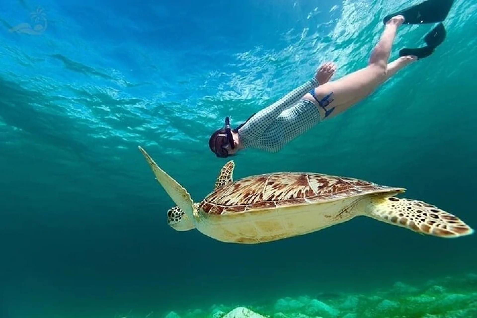 snorkling